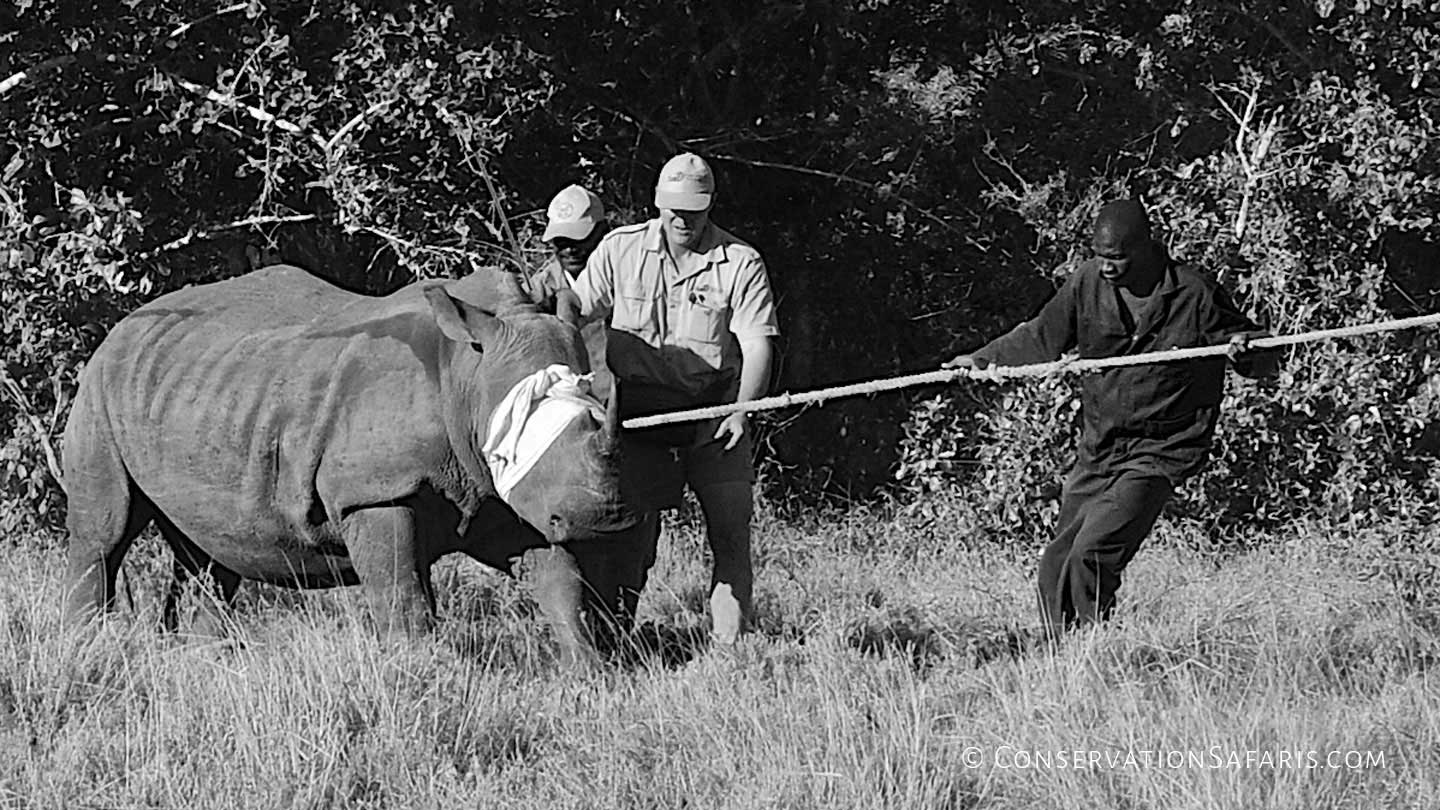 Rhino conservation in Africa